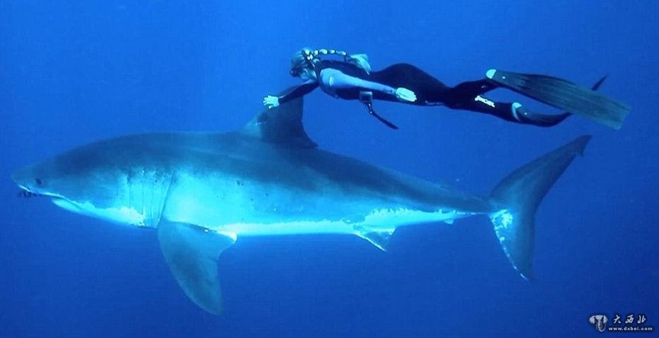 美國(guó)女子海底騎鯊魚遨游：稱如同騎馬