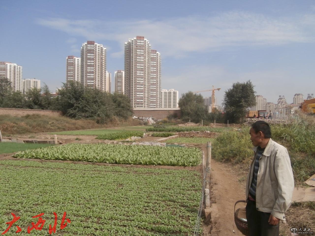 小雁灘，有100多畝的城中菜地（組圖）