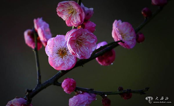 除夕梅花分外妖嬈