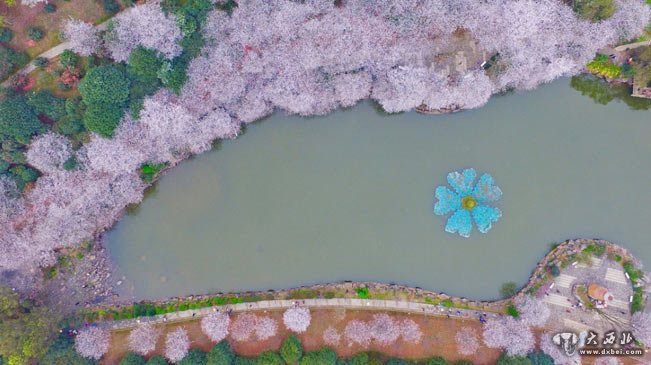 長沙櫻花絢爛綻放 如詩如畫