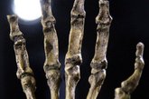 2011年9月8日，南非約翰內(nèi)斯堡，南方古猿源泉種(Australopithecus sediba)在威特沃特斯蘭德大學(xué)展出。