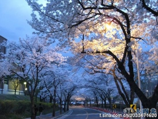 慶尚北道櫻花夜景