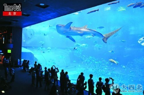 在號稱亞洲第一的“美麗海水族館”，透過隔離板看“黑潮海洋”，頓覺大自然的震撼與人類的渺小。