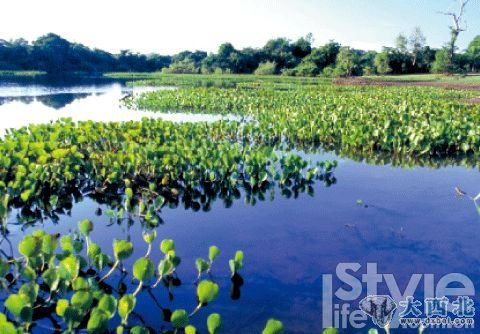 4.潘塔納爾的水生植物極為豐富，但大多數(shù)你都叫不出名字。