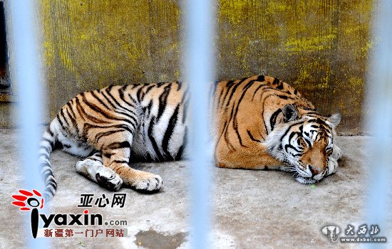 新疆昌吉一動(dòng)物園東北虎意外懷孕產(chǎn)下三只虎崽