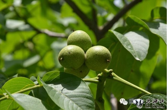 隴南禮縣：小核桃走上農(nóng)民致富大舞臺