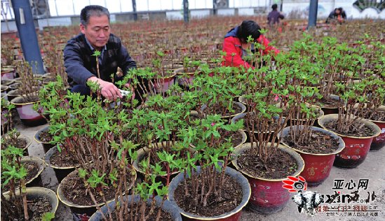 1500盆牡丹住進(jìn)烏魯木齊市植物園溫室靜待花開