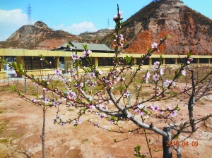 第三十二屆中國蘭州 桃花旅游節(jié)開幕在即