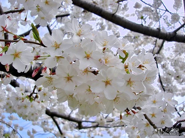 櫻花起源于哪里？中國日本韓國打起來了