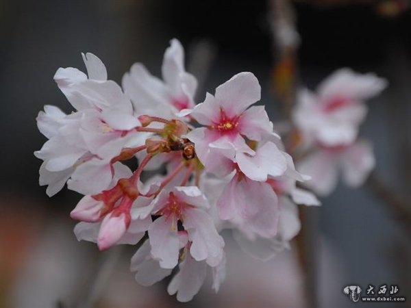 櫻花起源于哪里？中國日本韓國打起來了