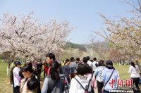 中國大連旅順國際櫻花節(jié)閉幕 旅游收入3.1億元