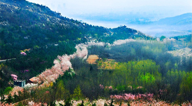 櫻花山：禿嶺十年變仙境