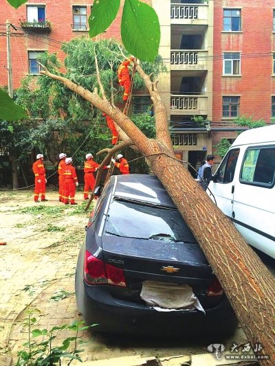 大樹壓頂轎車受傷