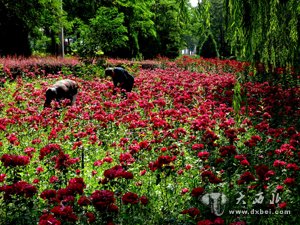 鮮花飄香濱河路