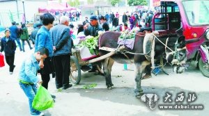 稀罕！驢拉板車街頭賣菜