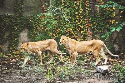 北京動物園獅子骨瘦如柴 園方：一直很瘦（圖）