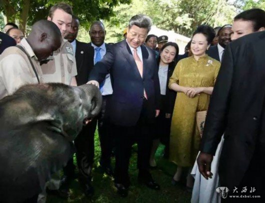 習(xí)近平和夫人彭麗媛察看了基地救助的大象、獅子、穿山甲、長(zhǎng)頸鹿、角馬等野生動(dòng)物，并給大象、長(zhǎng)頸鹿遞喂水果、樹葉