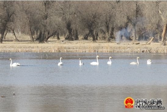 張掖國(guó)家濕地公園水質(zhì)凈化區(qū)首次發(fā)現(xiàn)大天鵝