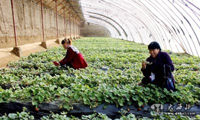 榆中溫室采摘代表的旅游休閑觀光農(nóng)業(yè)基地