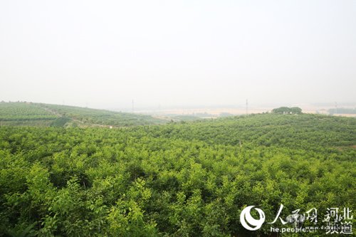 邢臺臨城縣一萬八千畝的核桃林，漫山遍野?？蓪ⅰ盎纳健弊儭敖鹕健钡睦畋淌冢瑓s永遠走了……