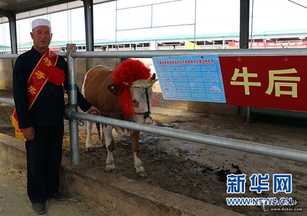 寧夏海原縣舉辦高端肉牛大賽 300"佳麗"爭(zhēng)奪牛后