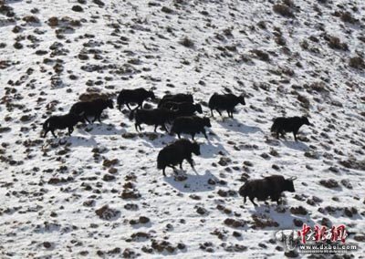 甘肅阿克塞縣出現(xiàn)降雪，其境內(nèi)哈爾騰草原珍貴野生動物成群現(xiàn)身路邊戲雪奔騰，大批候鳥遷徙翻越海拔5000多米雪山