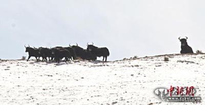 甘肅阿克塞縣出現(xiàn)降雪，其境內(nèi)哈爾騰草原珍貴野生動物成群現(xiàn)身路邊戲雪奔騰，大批候鳥遷徙翻越海拔5000多米雪山