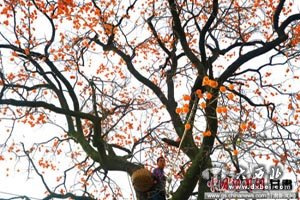 甘肅隴南柿子紅了山川 農(nóng)家忙制柿餅