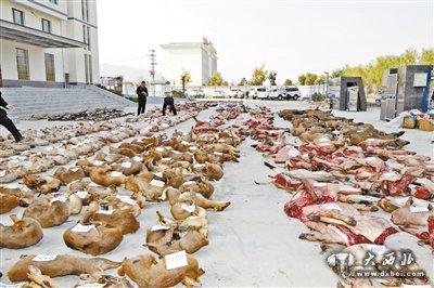 甘肅破獲跨甘陜川湘非法獵殺瀕危野生動物大案，抓獲4嫌犯