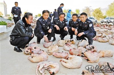 甘肅破獲跨甘陜川湘非法獵殺瀕危野生動物大案，抓獲4嫌犯