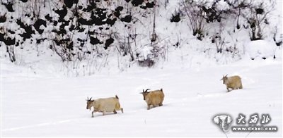 1米厚積雪覆蓋牧場 禮縣上坪鄉(xiāng)牲畜死亡千余只