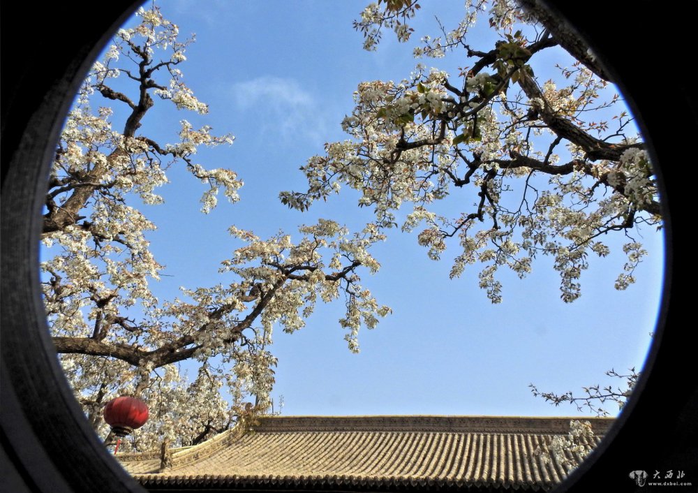 百年梨園又逢春 朵朵梨花如雪堆