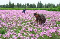 玉門市2萬畝花卉進入盛