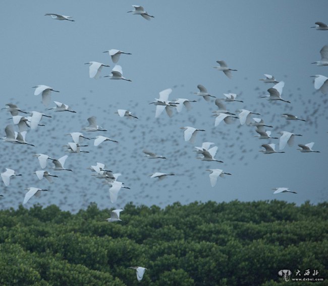 海南?？冢杭t樹林上騰鳥浪