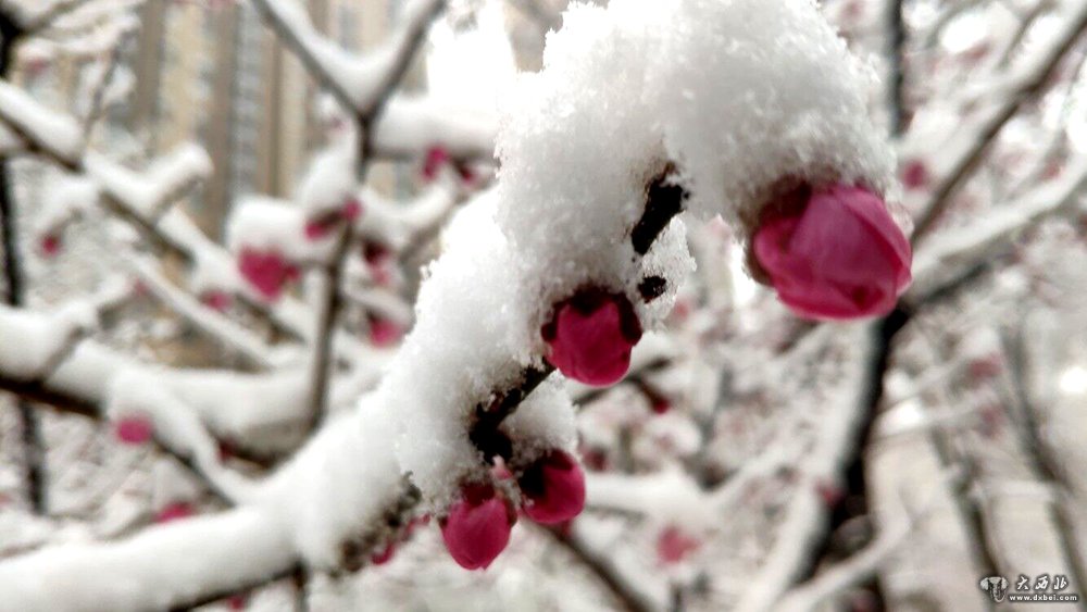 蘭州飛雪降沙塵（組圖