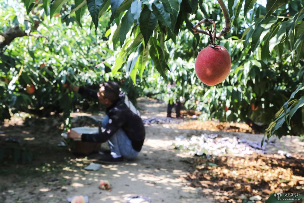 甘肅秦安：蜜桃成熟采