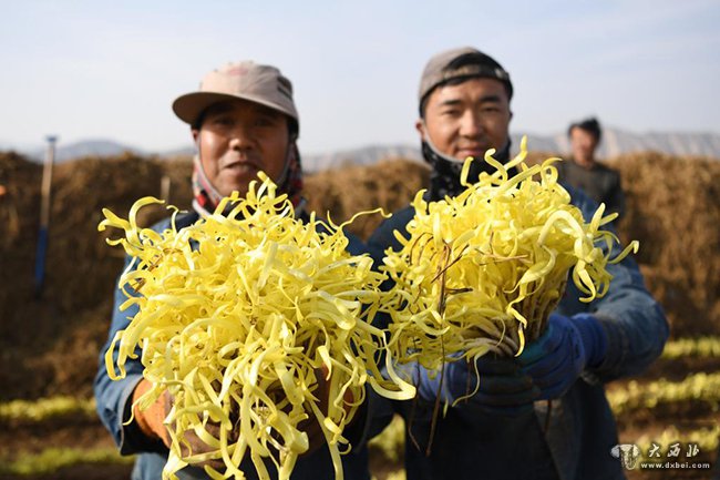 蘭州西固韭黃豐收