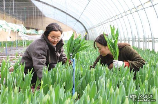 蘭州新區(qū)秦川園區(qū)15萬