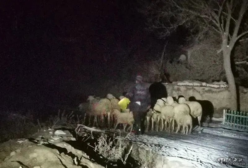 平涼：26只羊全部找到