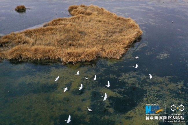 甘肅高臺(tái)：黑河濕地白