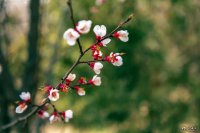 榆中縣高崖鎮(zhèn)裴家岔村