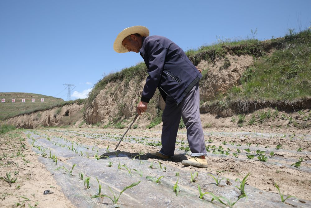 甘肅天水：撂荒地托管