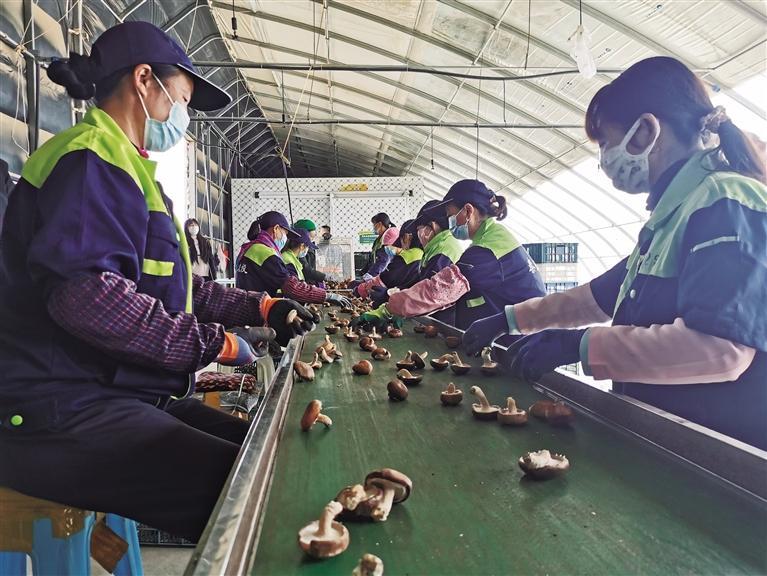 蘭州新區(qū)食用菌香菇首