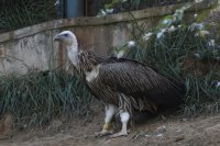 西寧野生動(dòng)物園高山兀