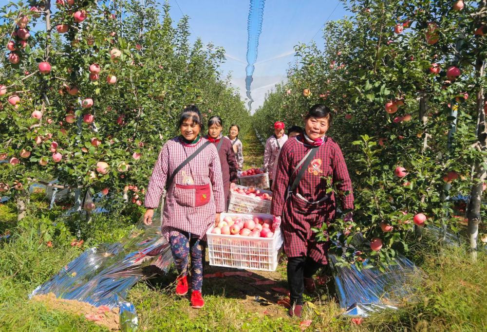 黃土高原上的蘋果小鎮(zhèn)