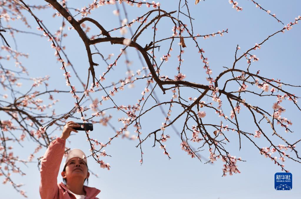 甘肅東鄉(xiāng)：杏花盛開(kāi)滿(mǎn)