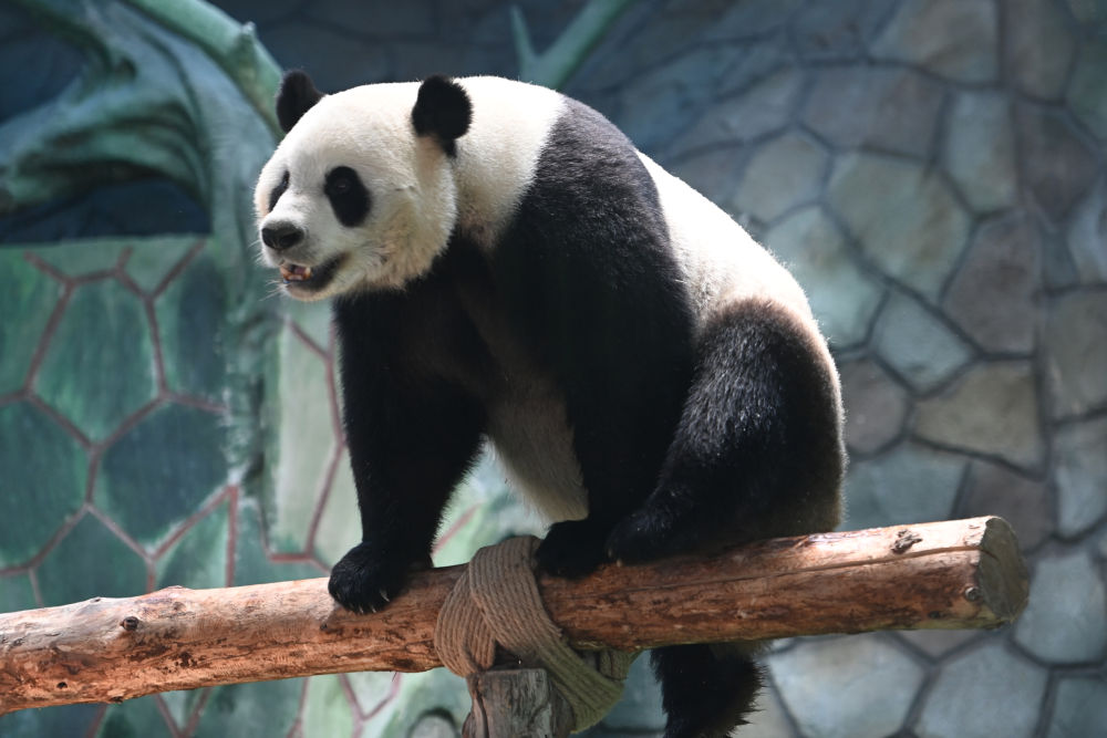 蘭州野生動物園4只大熊